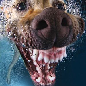 Meet your Posher, Teagan